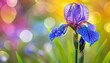 Dark blue irises blossoming in a garde banner n bokeh summer flowers greenery sunny day botany leaves petals blue purple blossom flower head flower bed