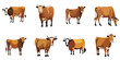Vector illustration of multiple cows in watercolor style