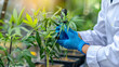 Cannabis plant in the hands of a scientist in medical gloves.