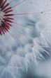 Romantic dandelion seed in springtime, blue background
