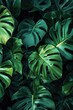 Green tropical leaves in dark background. Exotic leaves emerge in stunning contrast to the darkness.