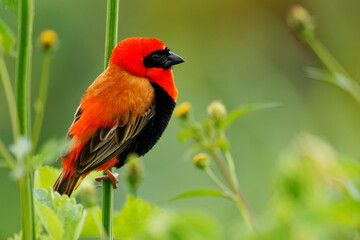 Wall Mural - black-winged bishop - euplectes hordeaceus formerly fire-crowned bishop, resident breeding bird in t