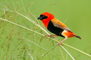Wall Mural - black-winged bishop - euplectes hordeaceus formerly fire-crowned bishop, resident breeding bird in t
