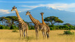 Several giraffes standing in the African grasslands, You can see Mount Kilimanjaro from behind