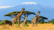Several giraffes standing in the African grasslands, You can see Mount Kilimanjaro from behind