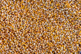Fototapeta  - Raw corn seeds pattern