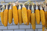 Fototapeta  - Raw corn cobs