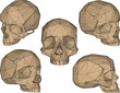 skull head bone plyline drawing vector design sketch illustration