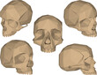 skull head bone plyline drawing vector design sketch illustration