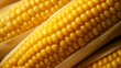 A photo of a close-up of ripe corn kernels on the cob