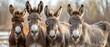Quartet of Donkeys: A Portrait of Friendship & Diversity. Concept Donkeys, Friendship, Diversity, Animal Portraits, Unique Friendship