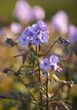 Fioletowe kwiaty - Wielosił błękitny
