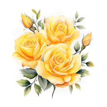 Yellow Roses Watercolor Clipart On White Background, Defined Edges Floral Flower Pattern Background With Copy Space For Design Text Or Photo Backdrop Minimalistic 