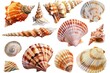 Seashell clipart collection featuring various types