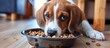 A brown and white dog enthusiastically eating dry kibble out of a bowl.