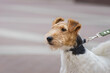 Wire Fox Terrier portrait in show pose