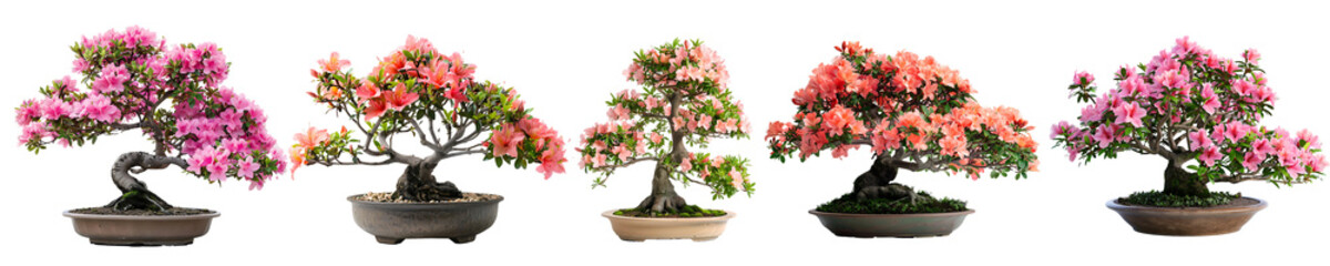 Wall Mural - Set of beautiful bonsai trees on transparent background PNG