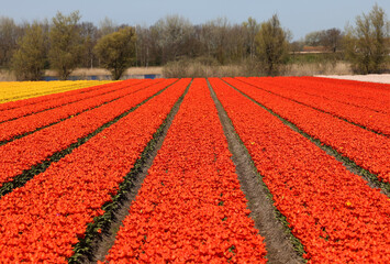 Sticker - Fields of blooming tulips near Lisse in the Netherlands