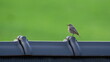 Phoenicurus ochruros aka black redstart perched on the roof. Isolated on clear background.
