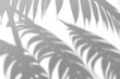 Realistic Tropical leaves shadow overlay effect isolated on transparent background. Exotic plant leaves blur shadows on a white wall. .White and Black for overlaying a photo or mockup