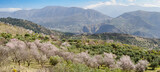 Fototapeta Konie - Flowered Almond trees near Beas de Granada , Spain