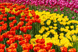 Fototapeta Miasto - Tulipany w ogrodzie