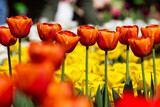 Fototapeta Miasto - Kwitnące tulipany w ogrodzie botanicznym we Wrocławiu