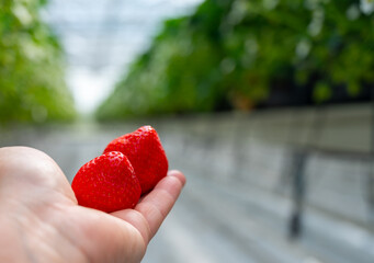 Wall Mural - Dutch glass greenhouse, cultivation of strawberries, rows with growing strawberries plants, workers hand with ripe red sweet strawberry