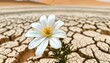 © Alexander - beautiful white flower growing in barren land