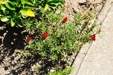 Fototapeta Kuchnia - Czerwone kwiaty