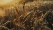 A detailed view of a wheat field, perfect for agricultural concepts