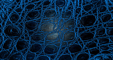 Wall Mural - Texture of blue crocodile leather, as background. Alligator skin surface.