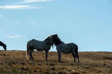 Sticker - horses in the field