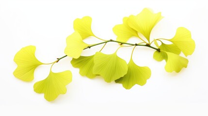 Wall Mural - leaves isolated on white