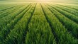 A serene image of a sunlit green grass field, perfect for nature backgrounds