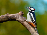 Fototapeta Na drzwi - Great spotted woodpecker - Grote bonte specht -Dendrocopos major