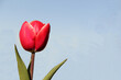 a red tulip with a light blue background closeup