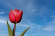 a red tulip closeup and a blue sky in the background