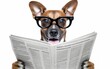 Dog head and human body reading newspaper