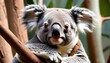 A Koala With Its Eyes Half Closed In Contentment2