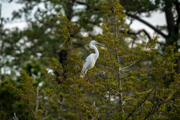 Wall Mural - great white egret