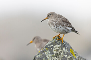 Wall Mural - Two purple sandpipers (Calidris maritima) resting on rocks along the coast.