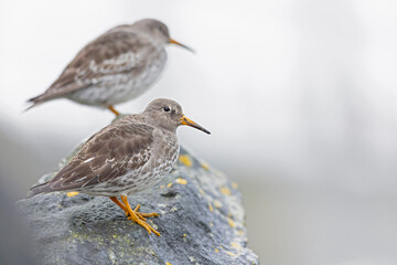 Wall Mural - Two purple sandpipers (Calidris maritima) resting on rocks along the coast.