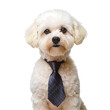 Portrait of humanoid anthropomorphic poodle dog wearing white business suit isolated transparent