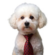 Portrait of humanoid anthropomorphic poodle dog wearing white business suit isolated transparent