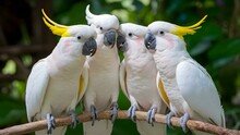 Cockatoo Convocation: Unity In Feathers. Concept Animal Photography, Feathers Galore, Cockatoo Showcase