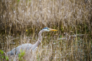 Wall Mural - Great Blue Heron