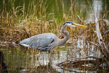 Wall Mural - great blue heron ardea cinerea
