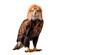 golden eagle isolated on transparent background