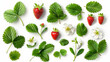 Set of leaves, fruit and flowers of strawberry isolated on the white background